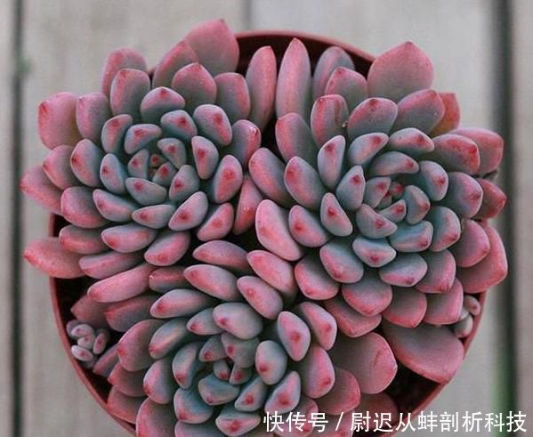  [盆栽]怎么养殖多肉盆栽长得快？3个小常识，让它比控水长得更好