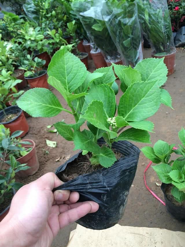 拳头■今年绣球还能开花吗?别做3件事,才能开出拳头花