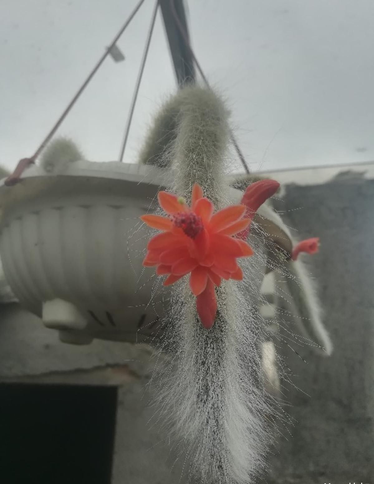  「尾巴」这花长得真奇怪，活像一条猴尾巴，还能开出大红花