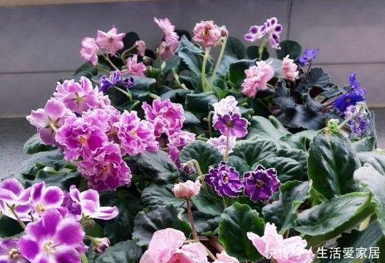  老奶奶■老奶奶不花钱买3种花，全靠叶片扦插繁殖，叶子多少苗多少