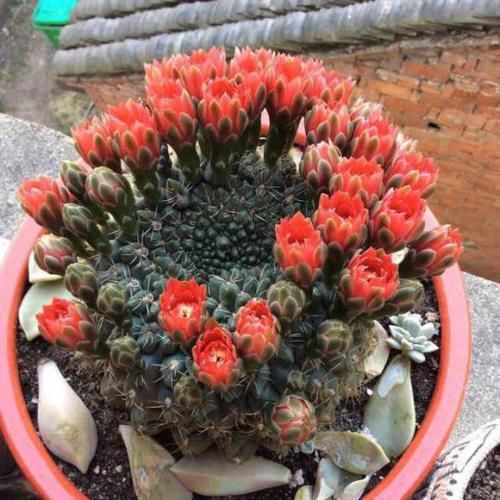  「花苞」仙人球花期短？这2个品种是劳模，一次能开30朵、开完一茬又一茬
