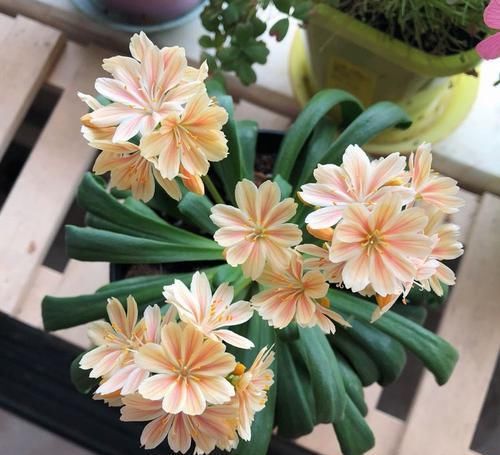  『喜欢』喜欢菊花，首选“菊中精品”盘龙佛光，似佛光普照，吉祥如意！