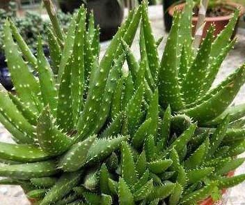 【会让芦荟】养芦荟,记住1个小要点,侧芽冒20个,叶片翠绿肥厚,一年爆盆
