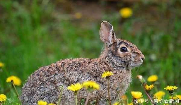 其他动物的活动