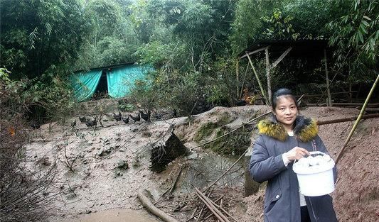  「只黑母鸡」农家女回乡养黑鸡 增收有方赚得欢