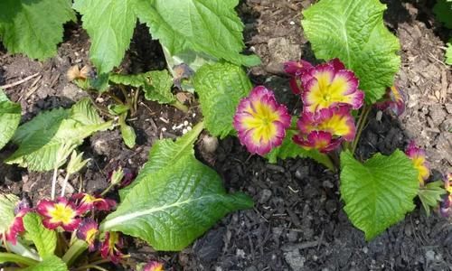  【温度】还没春暖就灿烂开花的报春花，叶子丑但花朵特美
