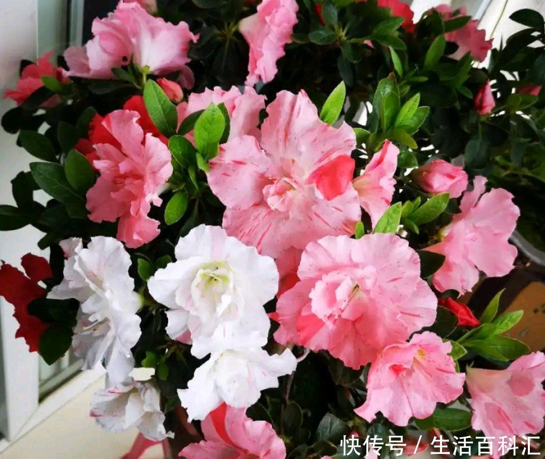 『盆栽』地栽杜鹃花一直绿油油,为什么盆栽的杜鹃花总是黄叶?椰糠所赐