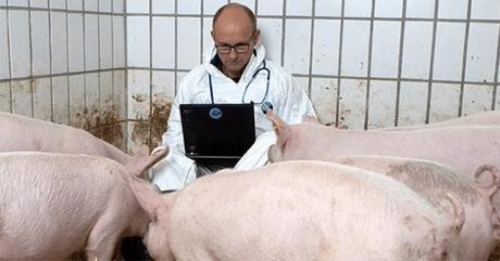 欧洲养猪第一大国，人猪比例1∶5，一年出口3000万头