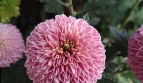 【入手】多肉植物—露薇花,花叶俱美,四季开花不停,养护容易,值得入手
