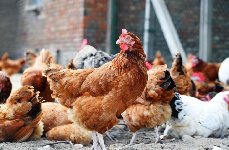 这些假到好笑的谣言和八卦,都是小学生编的吗哈哈哈......