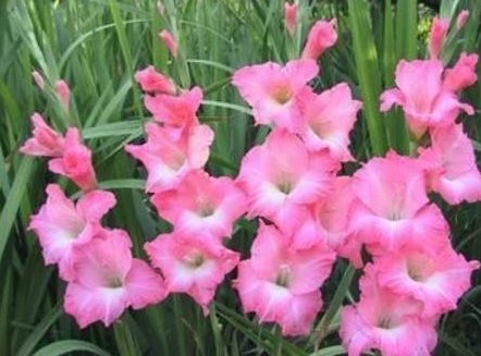  『庭院』名字最奇怪的花，唤作“十三太保”，看完恨自家没有庭院！