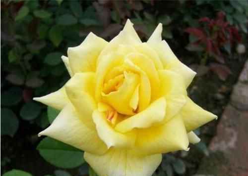  #养盆#爱上养花，不如养盆金不换，花色金黄灿灿，耀眼夺目，香气扑鼻