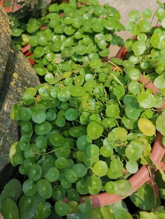  『特别』朋友到花市买这8种盆栽植物，长得特别旺盛，比养绿萝还简单
