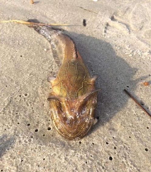 怪鱼被海浪冲上沙滩,没有着急回海,反而在沙滩上漫步