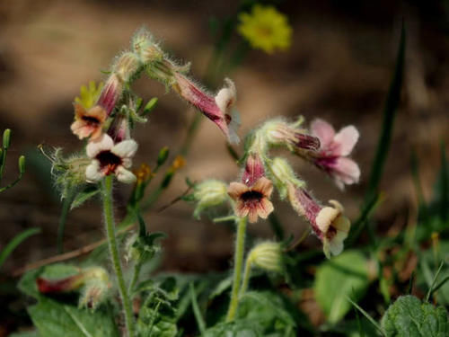 根茎似“红薯”，城里人盆栽，农村喂猪，网友：50元一斤，浪费