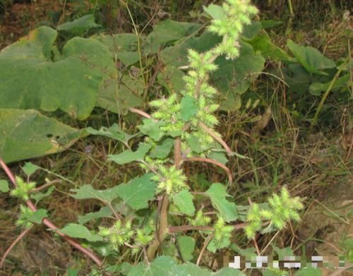 果实会粘头发，一斤却要10元，但农村常当杂草，你们认识吗？