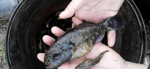  「更肥」为什么河岸边石头缝里钓到的黄鳝更肥更大？老头给了我答案