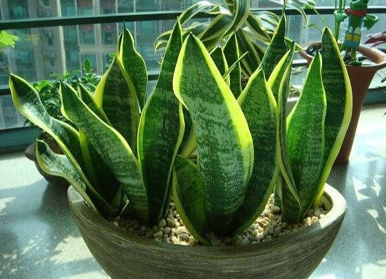  『适合』这些花朵超好养，花朵艳丽又迷人，轻松开爆盆，最适合懒人养，美