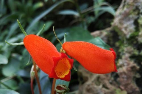 #光照#治愈系花卉小岩桐,花色艳丽可爱,养护很容易,白领的新宠