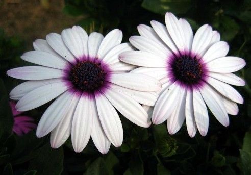  特别：这些花便宜也别养，开花不断，并且花期还特久，特别容易开花