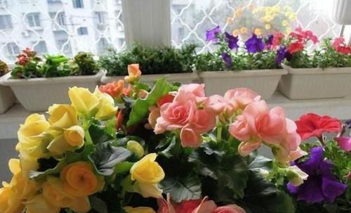  艳丽：娇贵难养的丽格海棠，只要做到这几点，保准枝叶翠绿、花色艳丽