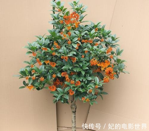  『扦插』3种花叶都“香”的树，家里养一棵，不但香喷喷，还能驱蚊虫！