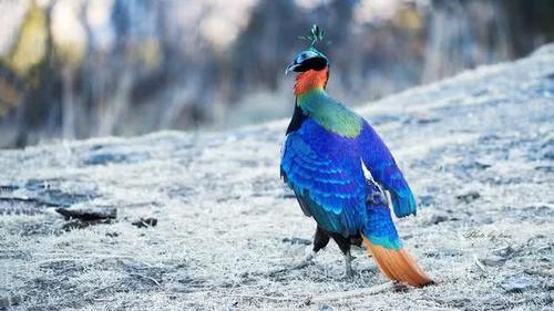 尼泊尔的国鸟,中国的一级保护动物,被称为九色鸟的它