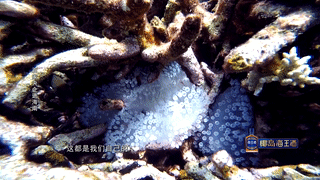 卫视特别节目，讲述了中国旅游集团的海南故事！