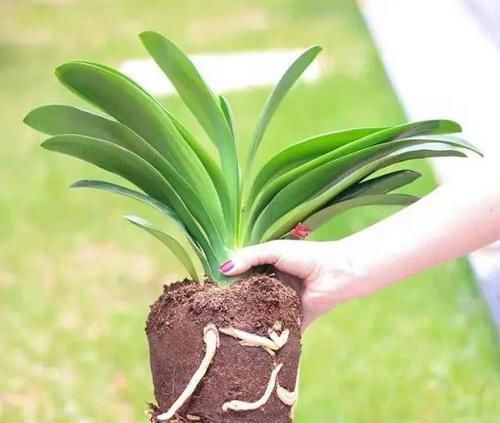  「枝繁叶茂」养花的“3忌”，避开了枝繁叶茂，花爆盆