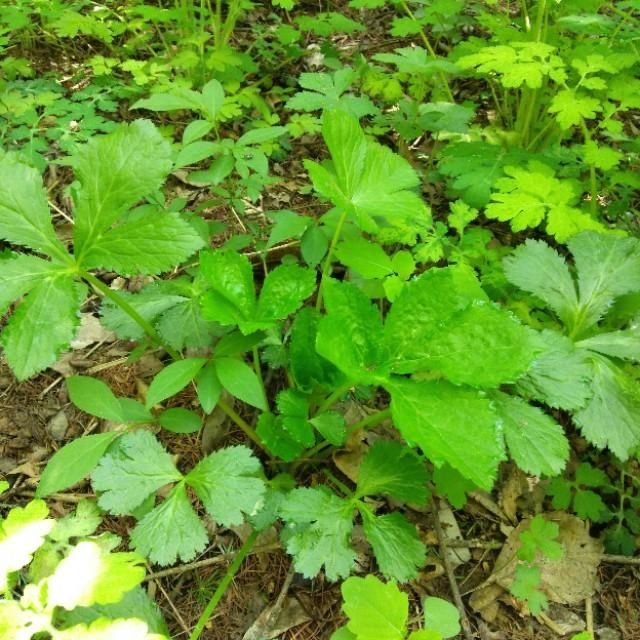「山野菜」东北大山里的山野菜,你见过的有几种,能说出来吗