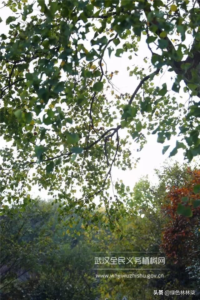 远离城市喧嚣！这个男人在黄陂建了座花海庄园，堪比“世外桃源”