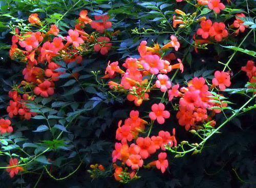  「枝条」凌霄花可以水培繁殖吗？怎么样？