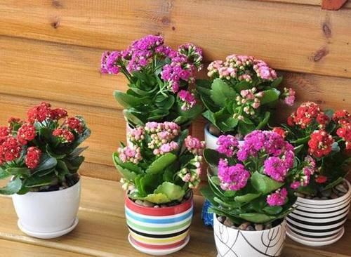  『长寿花』这种花真奇怪，喜欢'喝'中药，叶子油绿，花开一茬接一茬