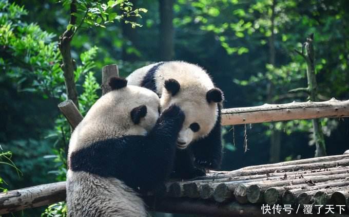 这个熊猫馆“很有毒”，孔雀满地跑，关键的熊猫不好找！