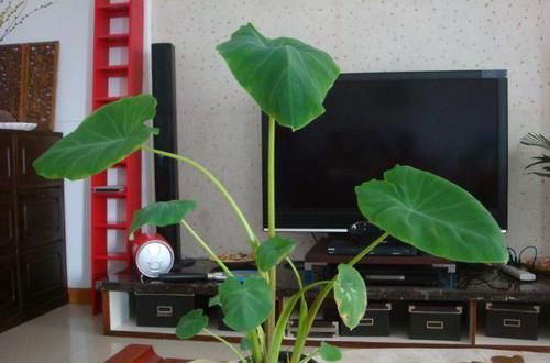  「芋头」一种盆栽叶似荷叶，形似滴水观音，既观赏又能食用，可谓两全其美