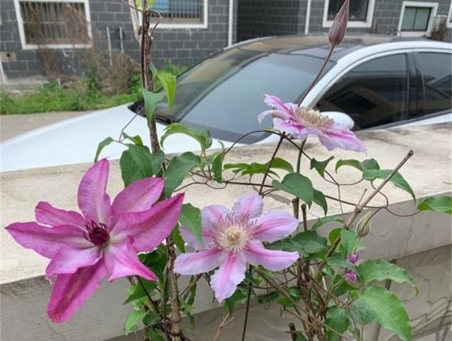  「栽培」此观花植物，花期长达6个月，花好看、易栽培，比月季、长寿花强