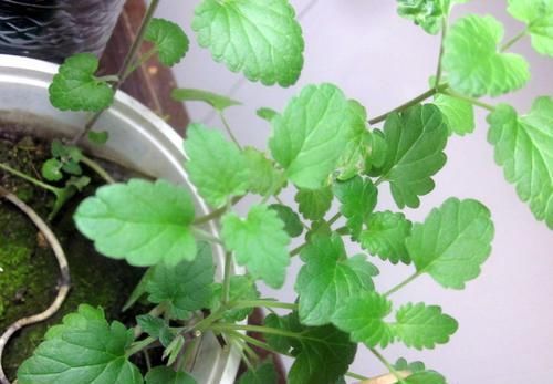  盆栽■可以驱赶害虫的9种植物，都能可以养成盆栽观赏花卉