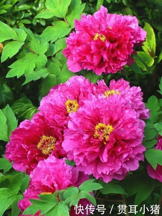  #中国人#国花评选引起热议兰花的4大优点，完全可以列为国花