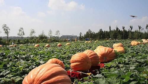 你不知道的绿豆搭配方法，一天一晚排毒素，让你轻松瘦