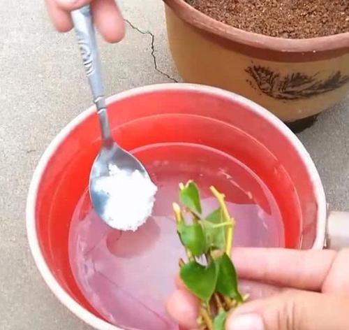  就可以：扦插不用生根剂，厨房挖一勺“调味料”，生根快，开花快，作用大