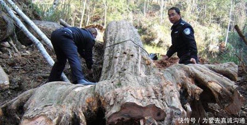 『观赏价值』曾被砍至濒危,10年前很多人种,如今长成小树,却没人要