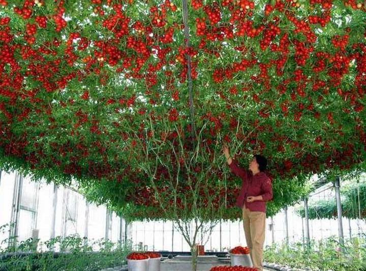 巨型番茄树, 单株番茄树可产番茄32000个