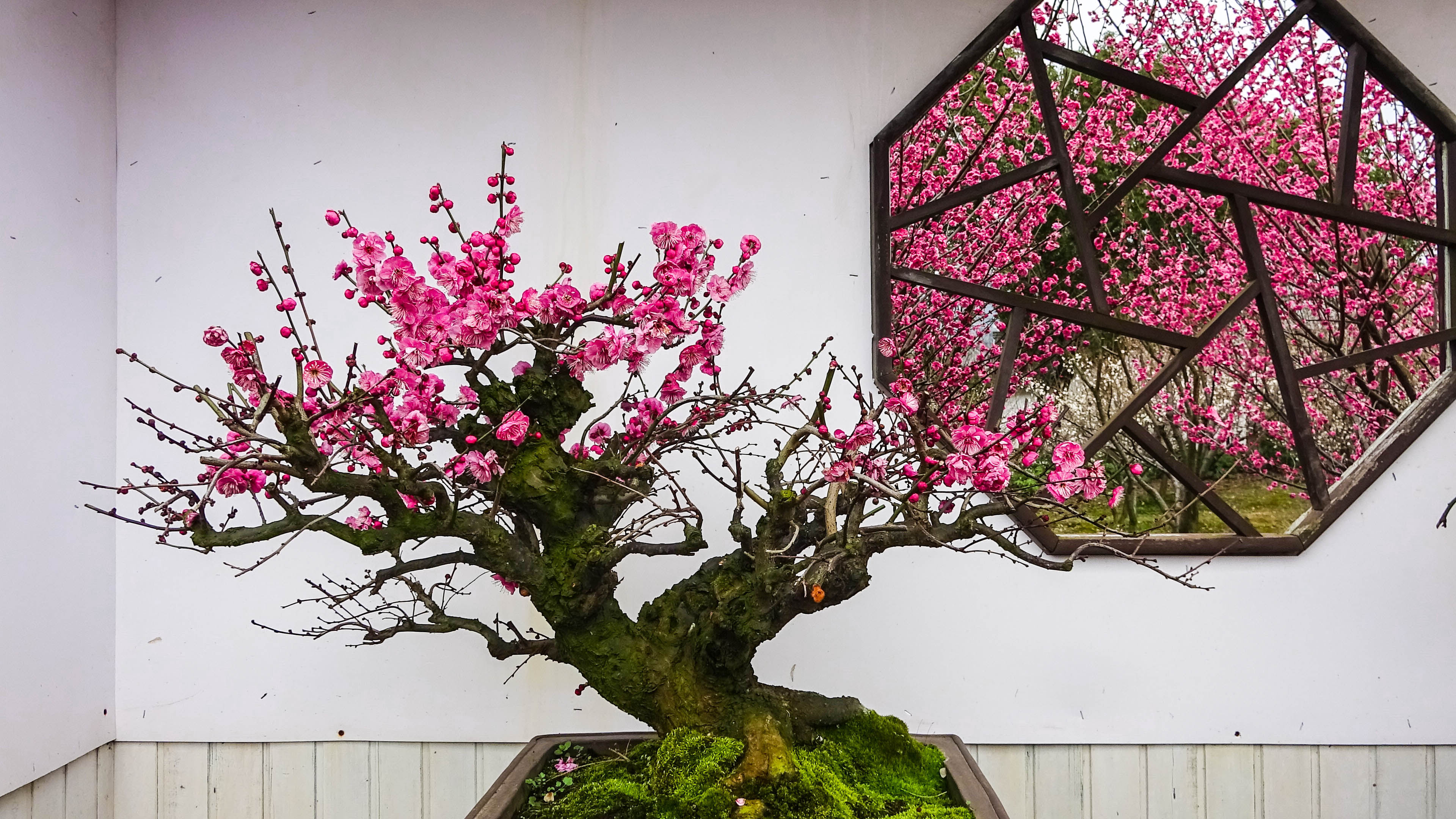 2019，梅花盆景-摄于苏州香雪海景区