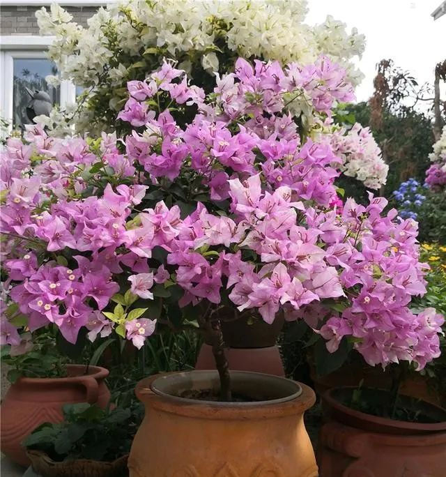  『花开满』夏天养三角梅,花前、花后浇水很关键,做对了,才能花开满树