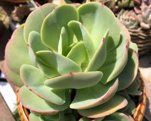 肉质植物■多肉植物在换盆时,选择好时间点,栽种后生根快!