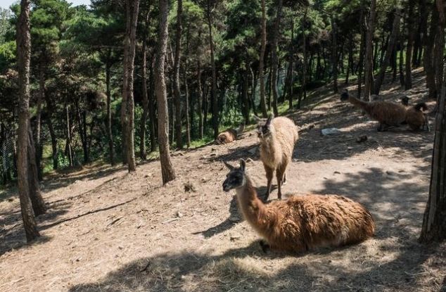 国庆放假去哪里？快来跑马岭景区看看吧