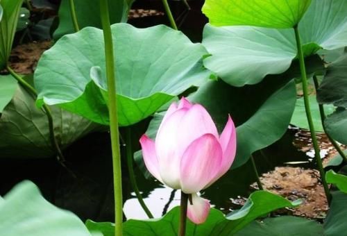  药用价值：“5种”常见花卉，“药用价值”高，以前小看啦