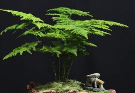  氧吧：“病菌”最怕这4种植物，养一盆消毒除异味，室内变“氧吧”！