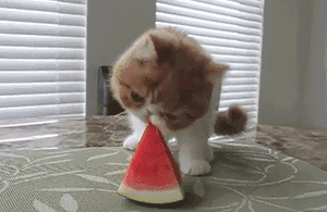 谣言粉碎机｜西瓜红又甜与注射有关？快击碎这个“莫须有罪名”！