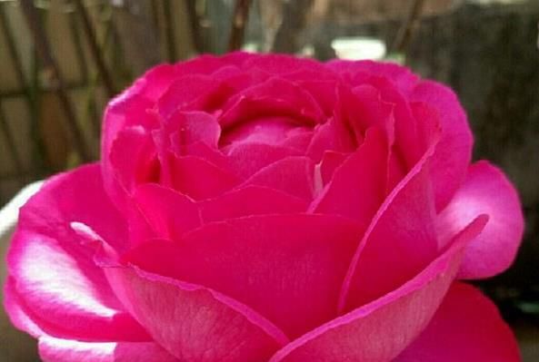  诺娃：喜欢菊花，不如养盆“精品玫瑰”诺娃，花型饱满，富贵满堂